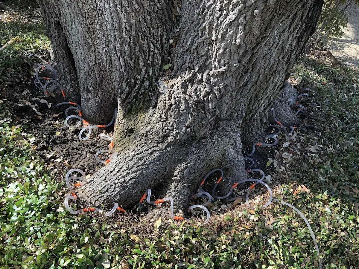 Detailed Tree Cabling and Bracing job site in Mukilteo